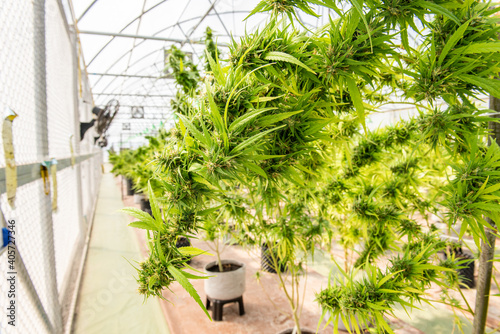 Medical Marijuana in Ccannabis  Flower Before The Harvest Concept of herbal alternative medicine  cbd oil  medicine  industry in a greenhouse.