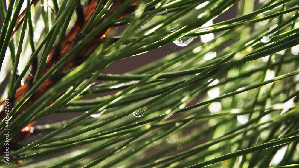 Fototapeta premium Coniferous tree branch
