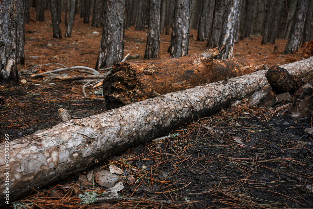 Fallen trees in a pine forest. Old dilapidated tree trunks close-up. A path in a pine forest through fallen leaves. Winter gloomy forest. Low point shooting, natural brown background Fallen trees in a pine forest. Old dilapidated tree trunks close-up. A path in a pine forest through fallen leaves. Winter gloomy forest. Low point shooting, natural brown background