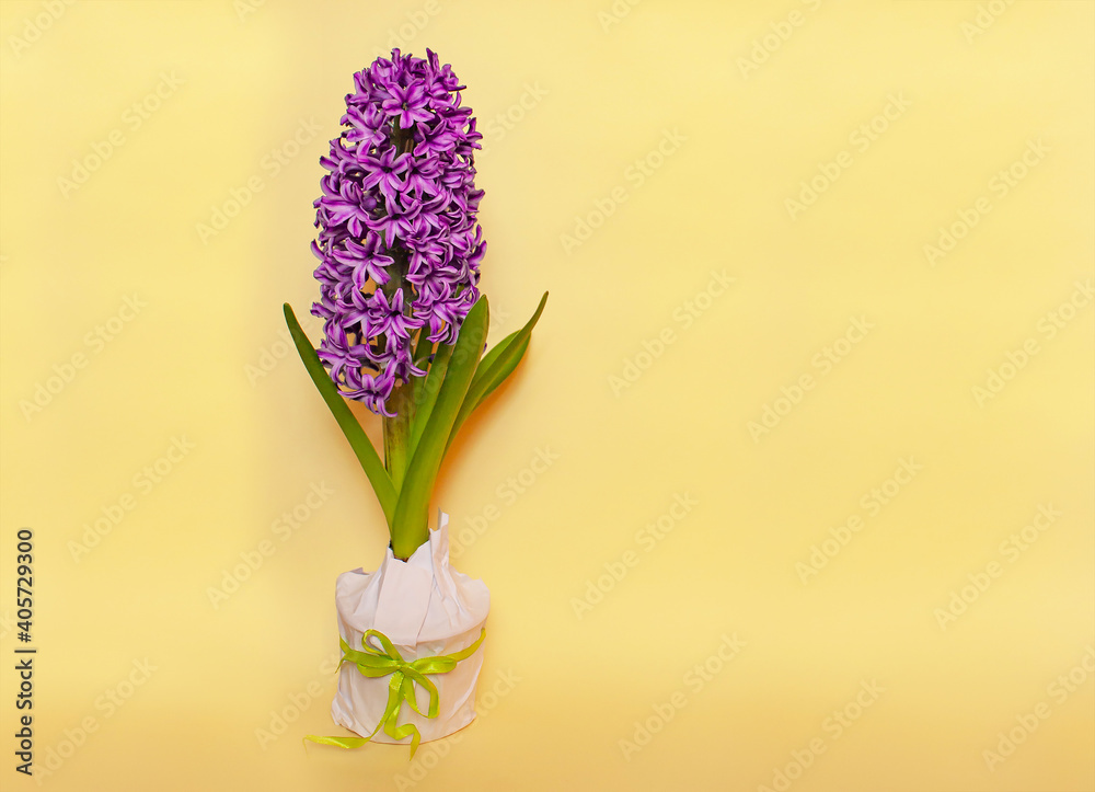 pink hyacinth flower in a pot with a gift bow on a yellow background