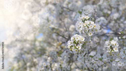 beautiful flwhite flowers of a cherry tree blossoming in sunny light