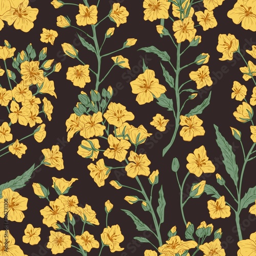 Elegant seamless pattern of rapeseed plant or yellow canola flowers. Botanical design for printing. Endless repeatable floral backdrop on dark background. Hand drawn detailed vector illustration
