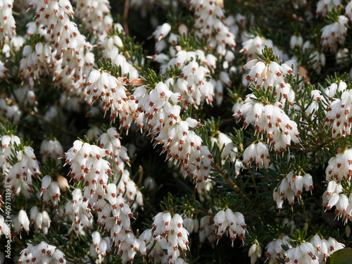 Erica arborea 'Darleyensis' / Bruyère blanche Erica 'Silberschmelze' ou bruyère arborescente