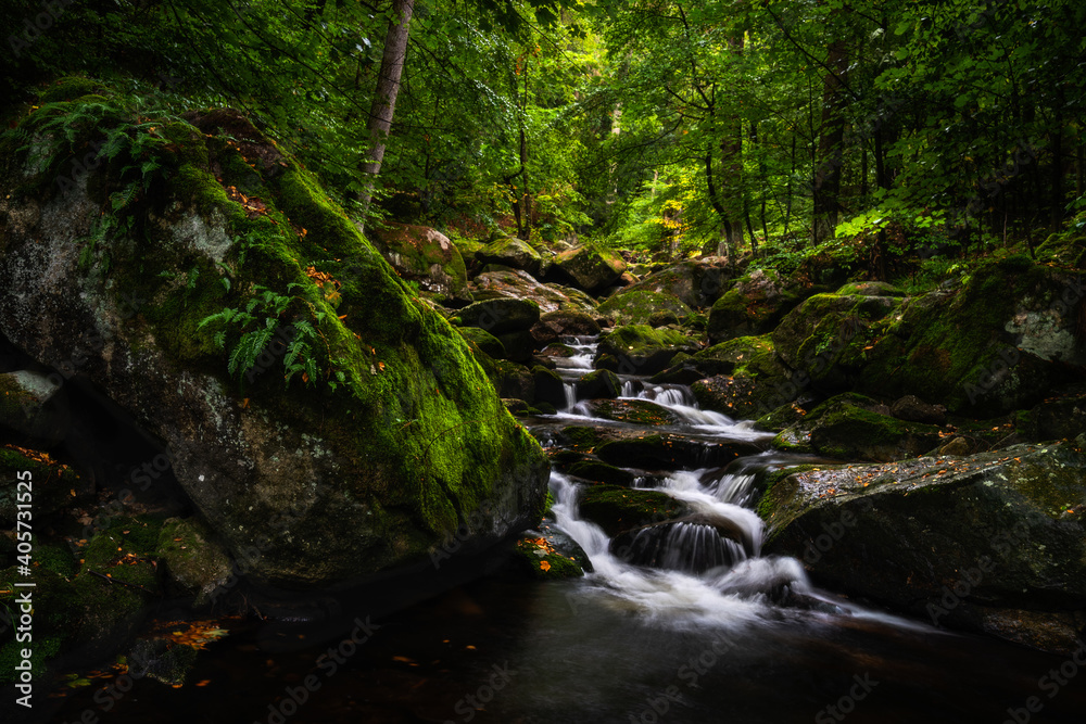 rauschen im Wald rauschen im Wald