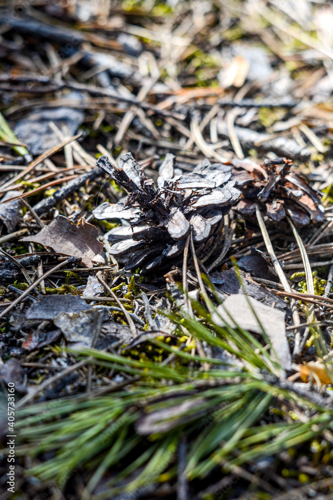 ants on the grass ants on the grass