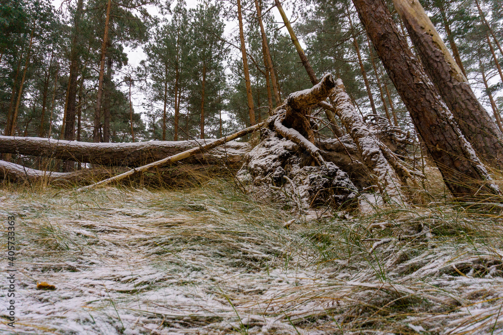 Fototapeta premium Fallen tree in sand dune forest. Fallen tree covered by snow in winter time. Fallen tree in Bernati seaside park, Latvia