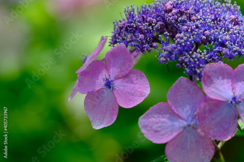 Wallpaper Mural 紫陽花 Torontodigital.ca