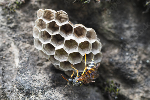 Gallische Feldwespe beim Nestbau