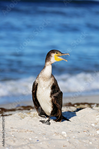 Great black cormorant, Phalacrocorax carb, dry feathers on a sea beach with an open beak. Close-up.