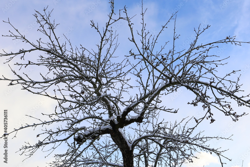 Winterliche Stimmung im Garten. Apfelbaum bedeckt mit Schnee.