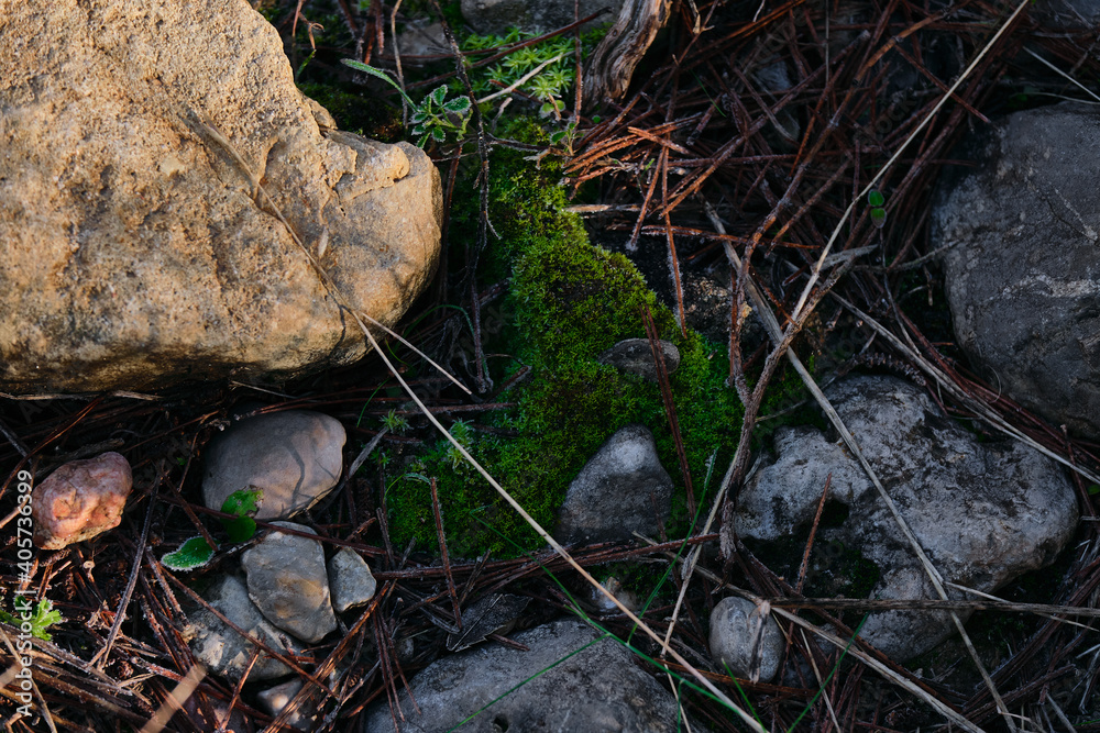 Some stones covered with moss in the forest Some stones covered with moss in the forest