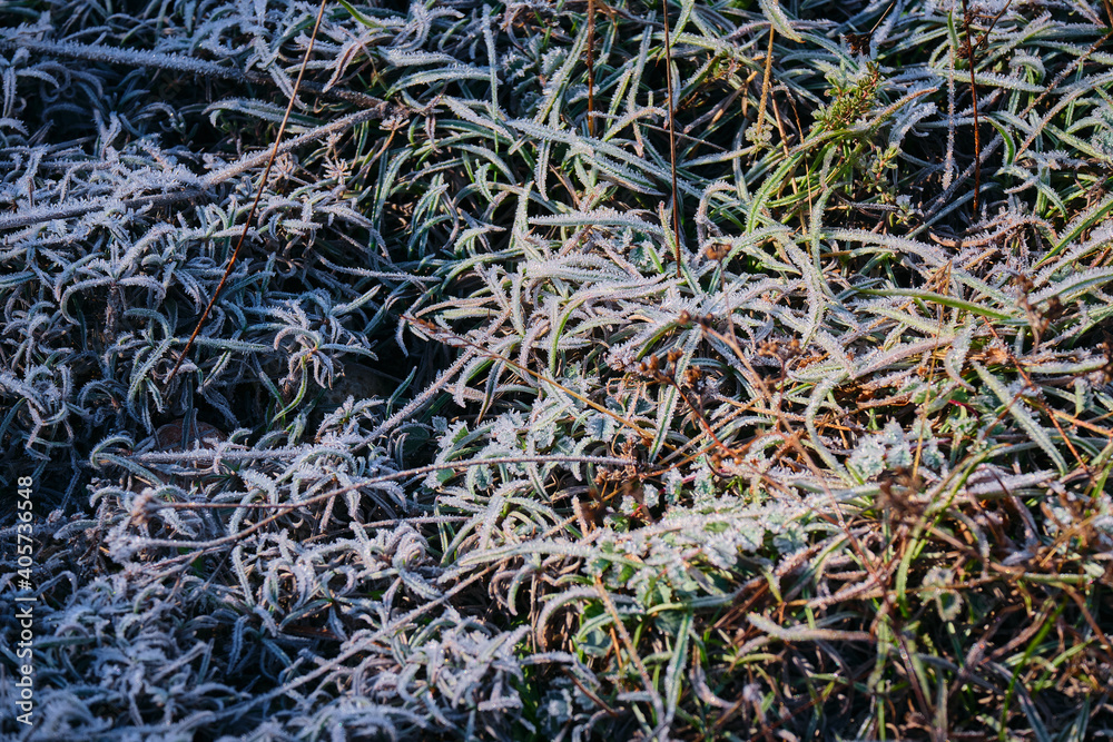 Frozen plants and leaves after the night frost