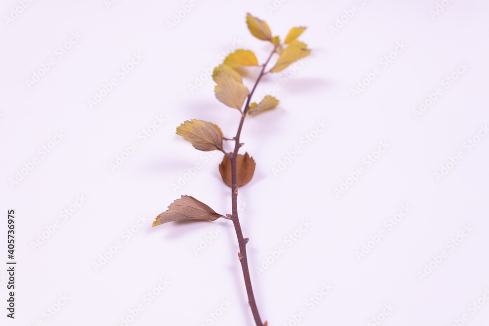 a branch with several yellowed leaves lies from us on a white surface a branch with several yellowed leaves lies from us on a white surface