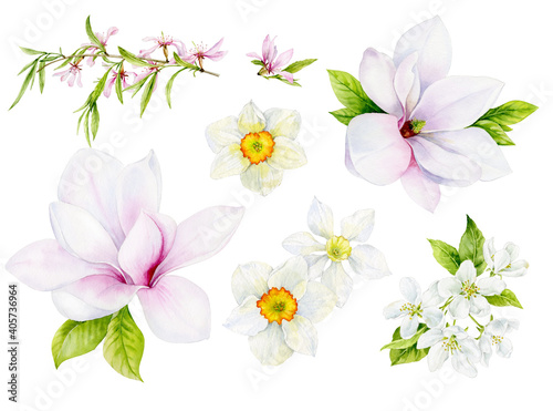 A delicate set of spring flowers with magnolias, pear, almond and daffodil flowers. Watercolor illustration.