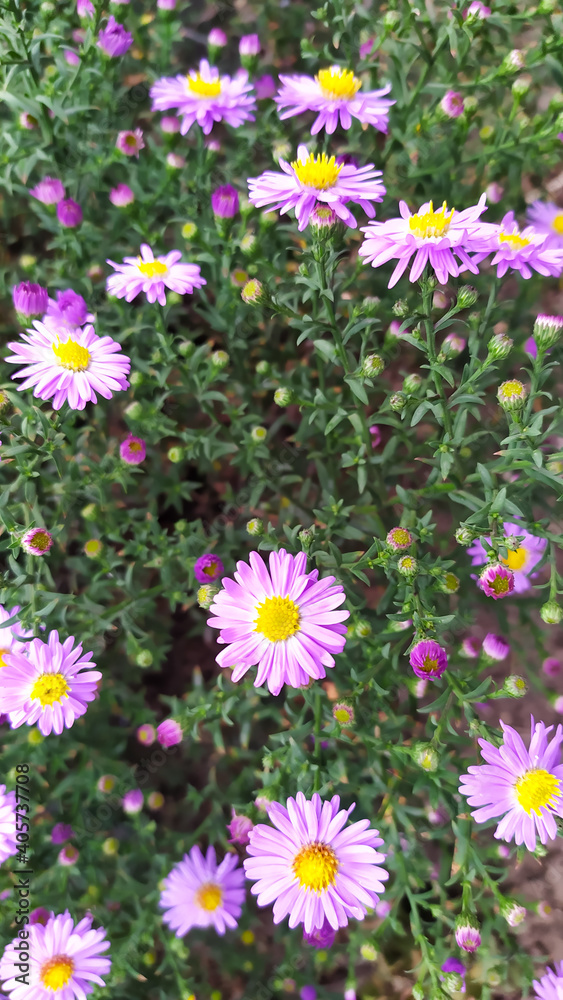many lilac flowers with yellow hearts on a background of greenery many lilac flowers with yellow hearts on a background of greenery