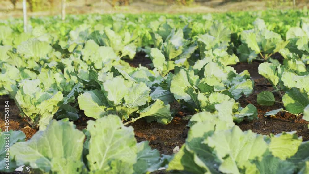 Close-up Fresh planted cabbage and green leaves in Close-up Fresh planted cabbage and green leaves in