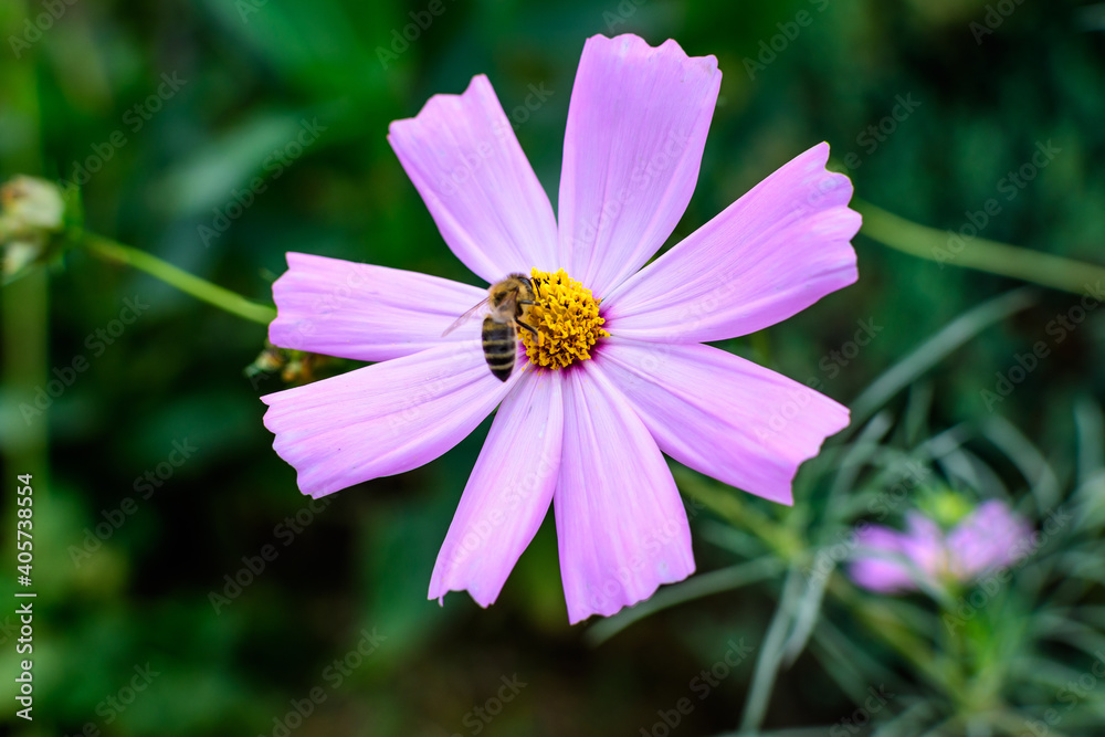 One delicate vivid pink flower of Cosmos plant in a British cottage style garden in a sunny summer day, beautiful outdoor floral background photographed with soft focus. One delicate vivid pink flower of Cosmos plant in a British cottage style garden in a sunny summer day, beautiful outdoor floral background photographed with soft focus.