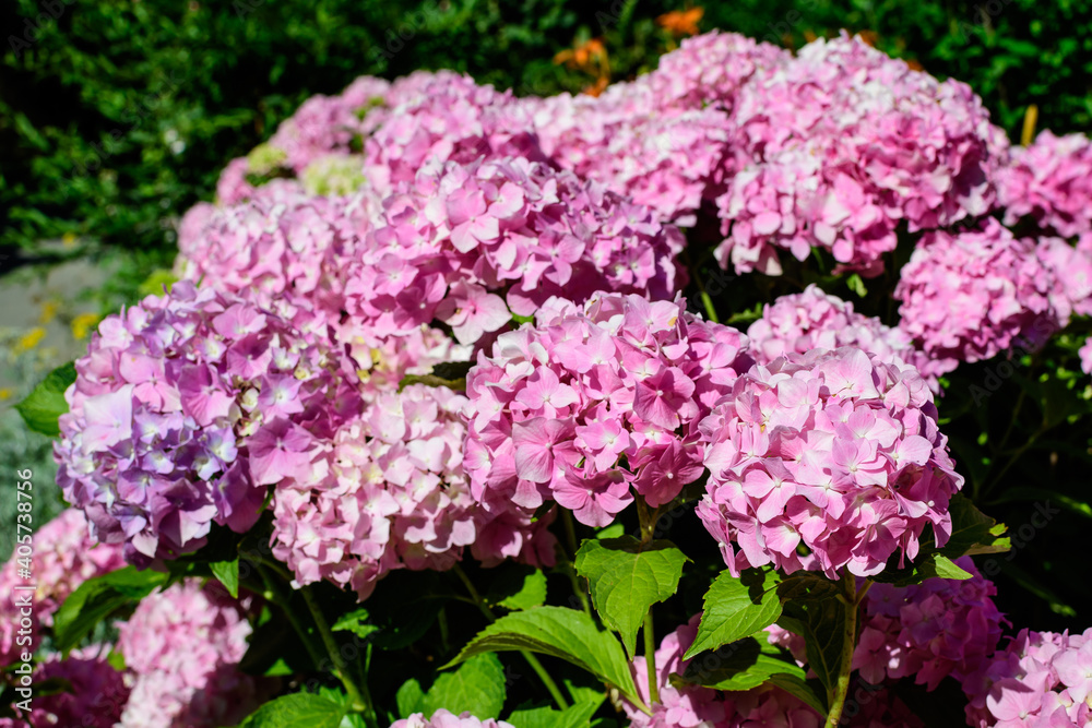 Magenta pink hydrangea macrophylla or hortensia shrub in full bloom in a flower pot, with fresh green leaves in the background, in a garden in a sunny summer day. Magenta pink hydrangea macrophylla or hortensia shrub in full bloom in a flower pot, with fresh green leaves in the background, in a garden in a sunny summer day.