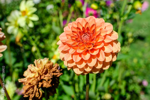 Close up of one beautiful large vivid orange dahlia flower in full bloom on blurred green background, photographed with soft focus in a garden in a sunny summer day.
