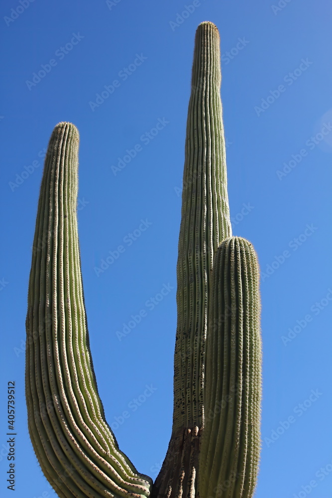 A Saguaro cactus from the ground looking up against a blue sky. Carnegiea gigantea. A Saguaro cactus from the ground looking up against a blue sky. Carnegiea gigantea.