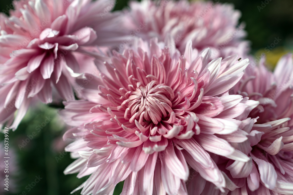Autumn. Blooming chrysanthemum.. Autumn. Blooming chrysanthemum..