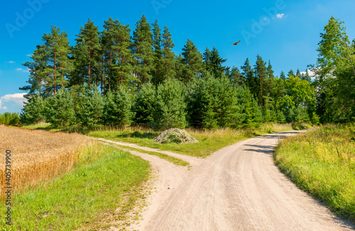 Countryside road among pine forest and field with ripening wheat,  summer tim...