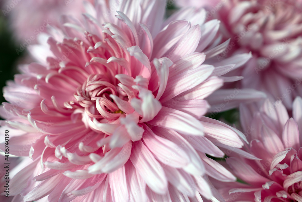 Autumn. Blooming chrysanthemum.. Autumn. Blooming chrysanthemum..