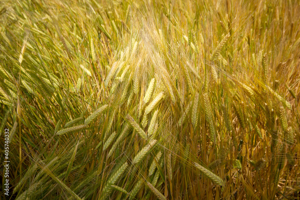 Fototapeta premium Farming. Wheat field in summer.