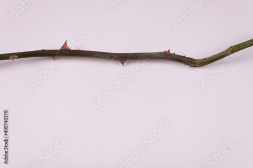 a branch with thorns lies from left to right
