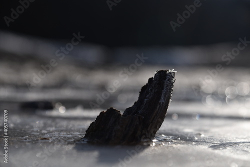snow covered wood