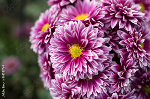 Autumn. Blooming chrysanthemum..