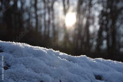 winter forest in the morning