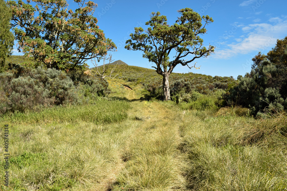 A hiking trail in the forest at Mount Kenya