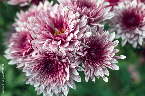 Autumn. Blooming chrysanthemum..