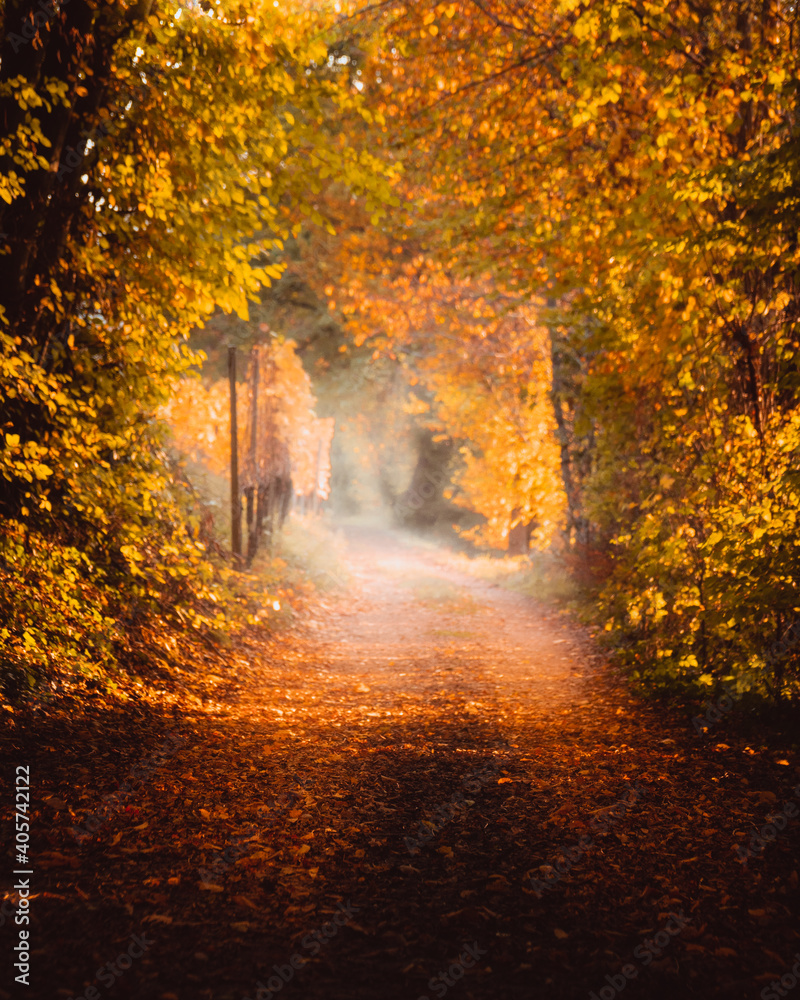 Herbst Sonne bricht durch den Wald mit schönem goldenen Licht und Nebel
