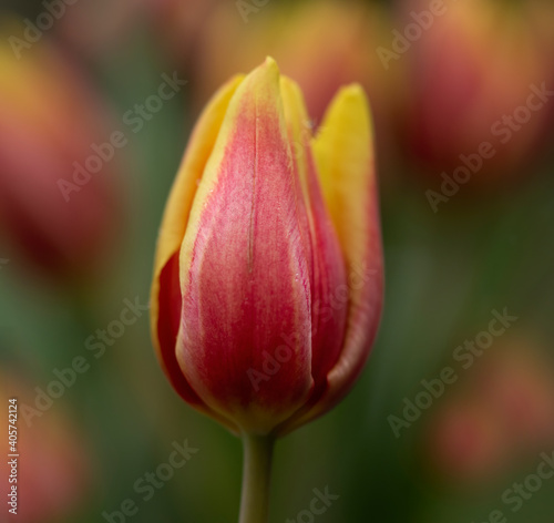 Beautiful tulips in bloom