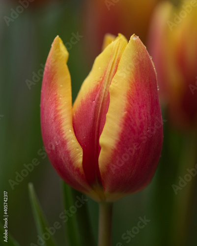 Beautiful tulips in bloom