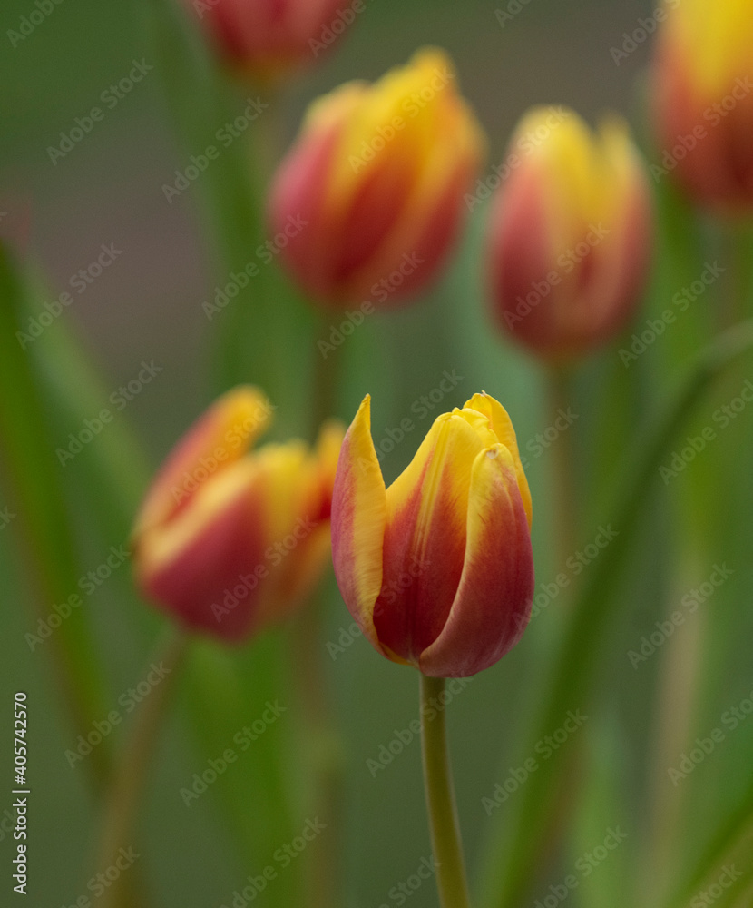 Beautiful tulips in bloom
