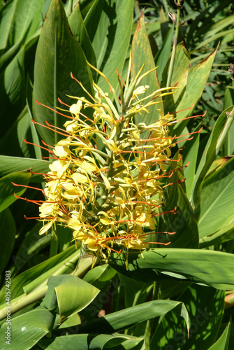 fiori e piante esotici photo