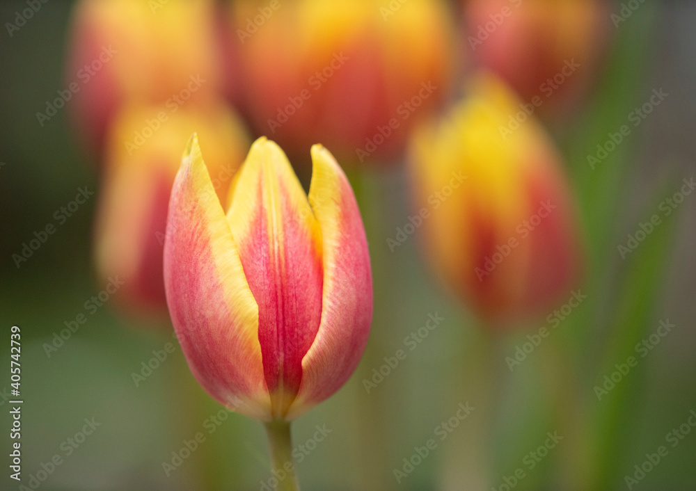 Beautiful tulips in bloom