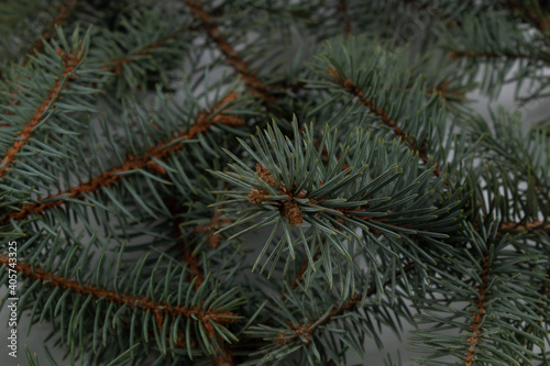 three spreading green spruce branches