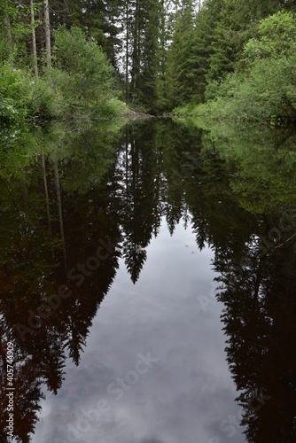 reflection of trees in the water