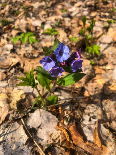 First spring flowers of lungwort with blue and pink flowers. A beautiful and delicate perennial medicinal plant,  first to bloom in  spring in the forest, after winter.