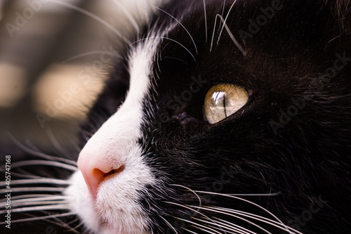Fototapeta Naklejka Na Ścianę i Meble -  Nahaufnahme von einer Katze mit geöffnetem Auge