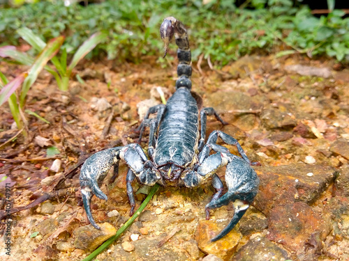A black scorpion in the nature park