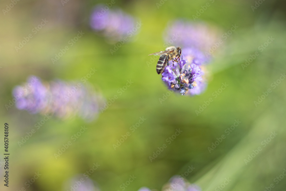 Lavendel-Symphonie Lavendel-Symphonie