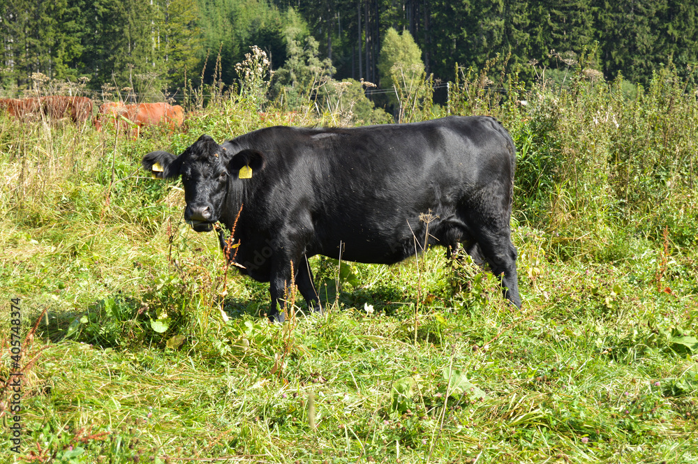 grazing cowson a meadow grazing cowson a meadow