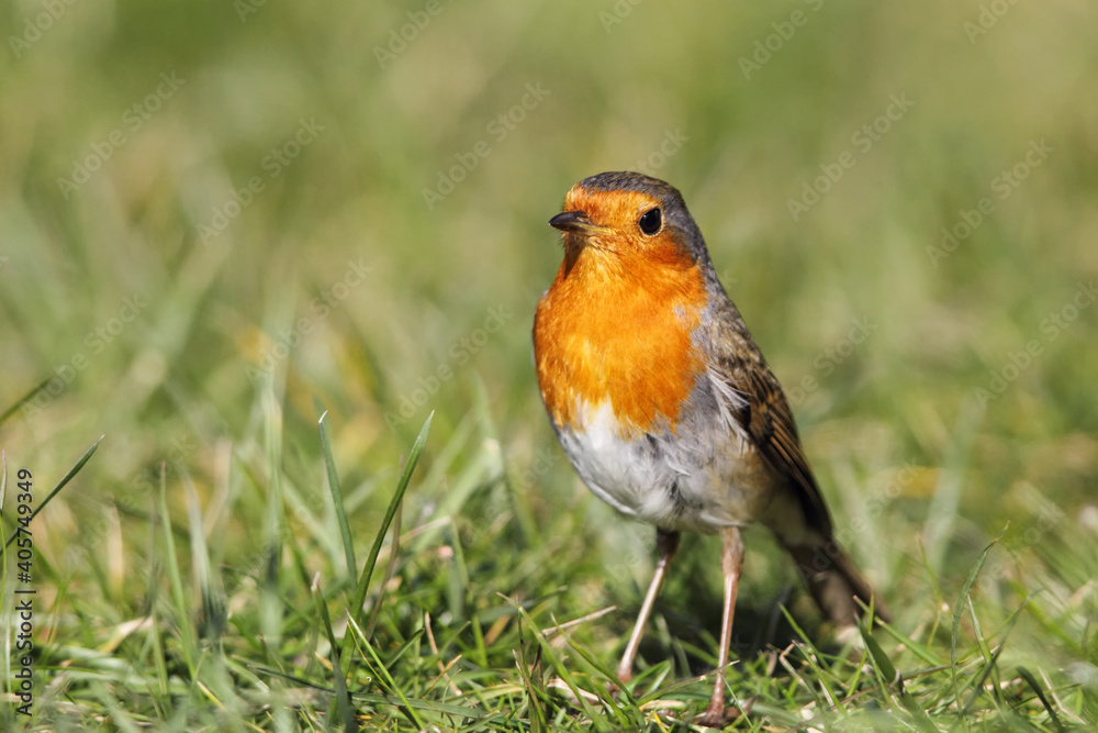 European Robin (Erithacus rubecula) sitting on the lawn in the garden.