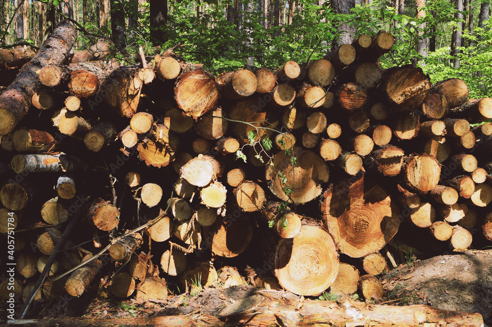 fresh felling of pine trees in the forest on a sunny day industry material natural background