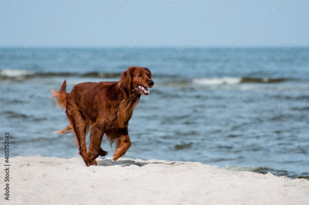 Seter pies na plaży